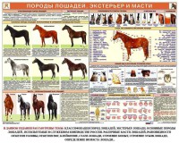 Комплект плакатов "Служебное коневодство" - fgospostavki.ru - Асбест