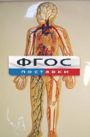 Модель барельефная "Кровеносная система человека" - fgospostavki.ru - Асбест