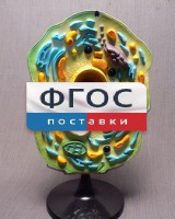 Модель "Клетка растения" - fgospostavki.ru - Асбест