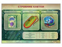 Электрифицированный стенд "Строение клетки" с маркерными полями - fgospostavki.ru - Асбест