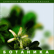 Ботаника. (Цифровая база изображений) - fgospostavki.ru - Асбест
