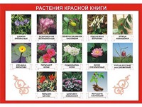 Таблица демонстрационная "Растения Красной книги" (винил 70*100) - fgospostavki.ru - Асбест