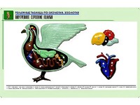 Рельефная таблица "Внутреннее строение голубя" (формат А1, матовое ламинирование) - fgospostavki.ru - Асбест