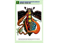 Рельефная таблица "Внутреннее строение жука" (формат А1, матовое ламинирование) - fgospostavki.ru - Асбест