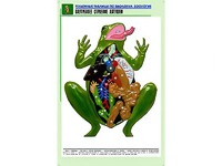 Рельефная таблица "Внутреннее строение лягушки" (формат А1, матовое ламинирование) - fgospostavki.ru - Асбест