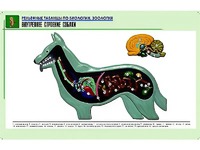Рельефная таблица "Внутреннее строение собаки" (формат А1, матовое ламинирование) - fgospostavki.ru - Асбест