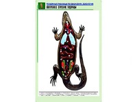 Рельефная таблица "Внутреннее строение ящерицы" (формат А1, матовое ламинирование) - fgospostavki.ru - Асбест