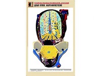Рельефная таблица "Долька печени. Макро-микростроение" (формат А1, матовое ламинирование) - fgospostavki.ru - Асбест