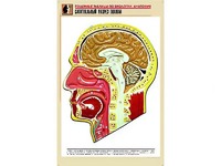 Рельефная таблица "Сагиттальный разрез головы" (формат А1, матовое ламинирование) - fgospostavki.ru - Асбест