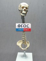 Модель "Позвоночник с черепом и тазом" - fgospostavki.ru - Асбест