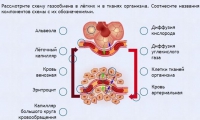 Интерактивные курсы. Биология 9 класс. Расширенный. - fgospostavki.ru - Асбест