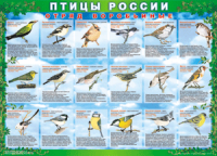 Комплект таблиц "Птицы России (4 листа)" (100х140 сантиметров, винил) - fgospostavki.ru - Асбест