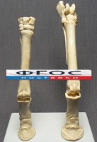 Скелет конечности лошади (передняя и задняя) на подставке - fgospostavki.ru - Асбест