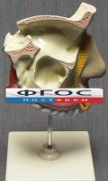 Модель "Разрез носоглотки" - fgospostavki.ru - Асбест