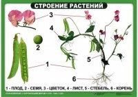 Комплект таблиц "Ознакомление с окружающим миром 1-4 класс" - fgospostavki.ru - Асбест