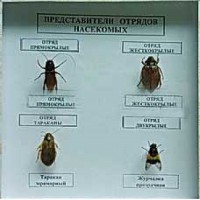 Коллекция энтомологическая "Представители отряда насекомых" - fgospostavki.ru - Асбест