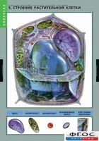 Комплект таблиц. Биология. Вещества растений. Клеточное строение. - fgospostavki.ru - Асбест