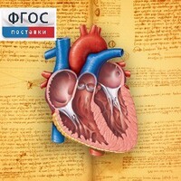 Анатомия (Цифровой атлас школьника) - fgospostavki.ru - Асбест