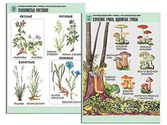 Комплект таблиц "Окружающий мир. Грибы. Растительный мир" (12 таблиц, А1, ламинированные) - fgospostavki.ru - Асбест