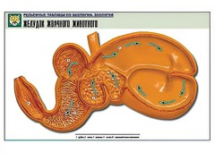 Рельефная таблица "Желудок жвачного животного" (формат А1, матовое ламинирование) - fgospostavki.ru - Асбест