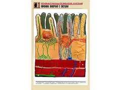 Рельефная таблица "Ворсинка кишечная с сосудом" (формат А1, матовое ламинирование) - fgospostavki.ru - Асбест