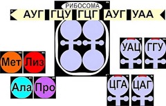 Модель-аппликация "Биосинтез белка" (ламинированная) - fgospostavki.ru - Асбест