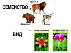 Модель-аппликация "Классификация растений и животных" (ламинированная) - fgospostavki.ru - Асбест