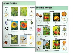 Коллекция "Семена и плоды" - fgospostavki.ru - Асбест