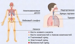 Интерактивные курсы. Биология 9 класс. Базовый. - fgospostavki.ru - Асбест