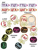 Модель-аппликация Биосинтез белка - fgospostavki.ru - Асбест