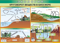 Таблица "Круговорот веществ в биосфере" (100х140 сантиметров, винил) - fgospostavki.ru - Асбест