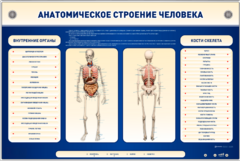 Электрифицированный стенд-тренажер c макетом скелета "Анатомическое строение человека" - fgospostavki.ru - Асбест