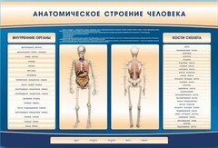 Электрифицированный стенд-тренажер c макетом скелета "Анатомическое строение человека" - fgospostavki.ru - Асбест