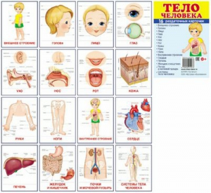 Раздаточные карточки "Тело человека" - fgospostavki.ru - Асбест