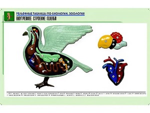 Рельефная таблица "Внутреннее строение голубя" (формат А1, матовое ламинирование) - fgospostavki.ru - Асбест