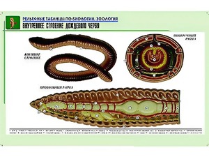 Рельефная таблица "Внутреннее строение дождевого червя" (формат А1, матовое ламинирование) - fgospostavki.ru - Асбест