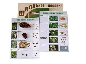 Коллекция "Шишки, плоды, семена деревьев и кустарников" - fgospostavki.ru - Асбест