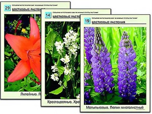 Гербарий фотографический "Основные группы растений" - fgospostavki.ru - Асбест