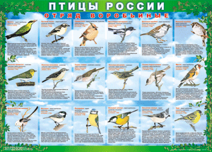 Комплект таблиц "Птицы России (4 листа)" (100х140 сантиметров, винил) - fgospostavki.ru - Асбест