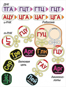 Модель-аппликация Биосинтез белка - fgospostavki.ru - Асбест