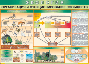 Таблица "Организация и функционирование сообществ" (100х140 сантиметров, винил) - fgospostavki.ru - Асбест