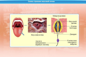 Интерактивные курсы. Биология 10 класс. Расширенный. - fgospostavki.ru - Асбест