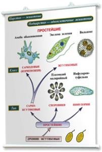 Плакаты по биологии для оформления кабинета. - fgospostavki.ru - Асбест