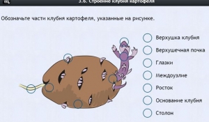Интерактивные курсы. Биология 6 класс. Расширенный - fgospostavki.ru - Асбест