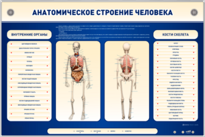 Электрифицированный стенд-тренажер c макетом скелета "Анатомическое строение человека" - fgospostavki.ru - Асбест