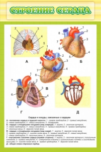 Стенд "Строение сердца" - fgospostavki.ru - Асбест