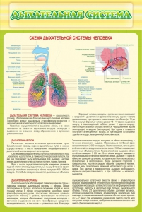 Стенд "Дыхательная система" - fgospostavki.ru - Асбест