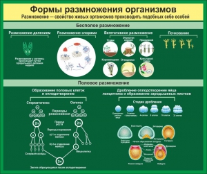 Стенд "Формы размножения организмов" - fgospostavki.ru - Асбест