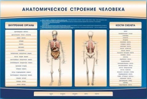 Электрифицированный стенд-тренажер c макетом скелета "Анатомическое строение человека" - fgospostavki.ru - Асбест
