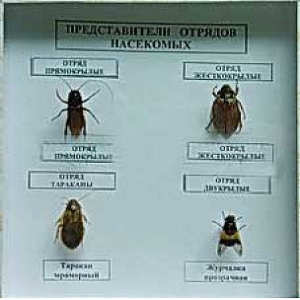 Коллекция энтомологическая "Представители отряда насекомых" - fgospostavki.ru - Асбест